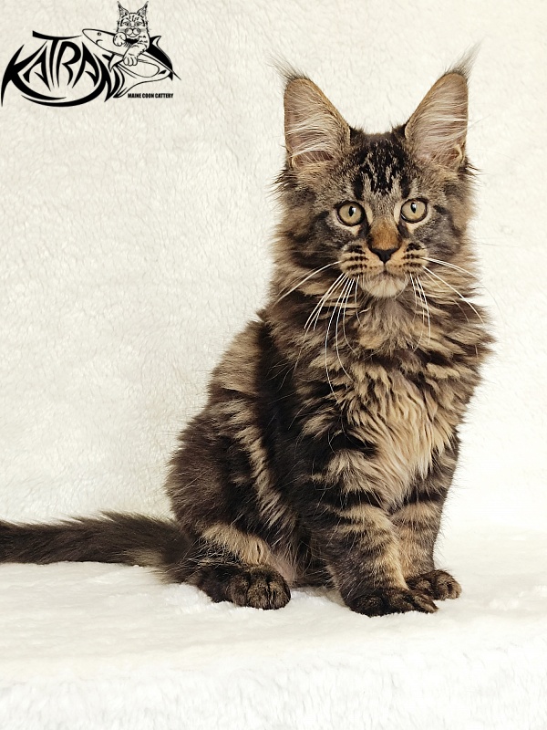 Katran Kamalia - Кошеня мейн-кун 3 місяця