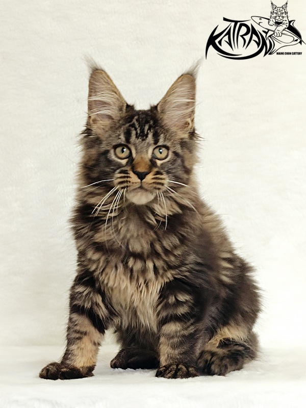 Katran Kamalia - Кошеня мейн-кун 3 місяця