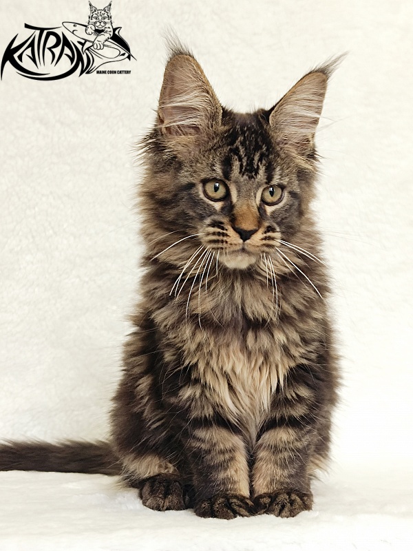 Katran Kamalia - Кошеня мейн-кун 3 місяця