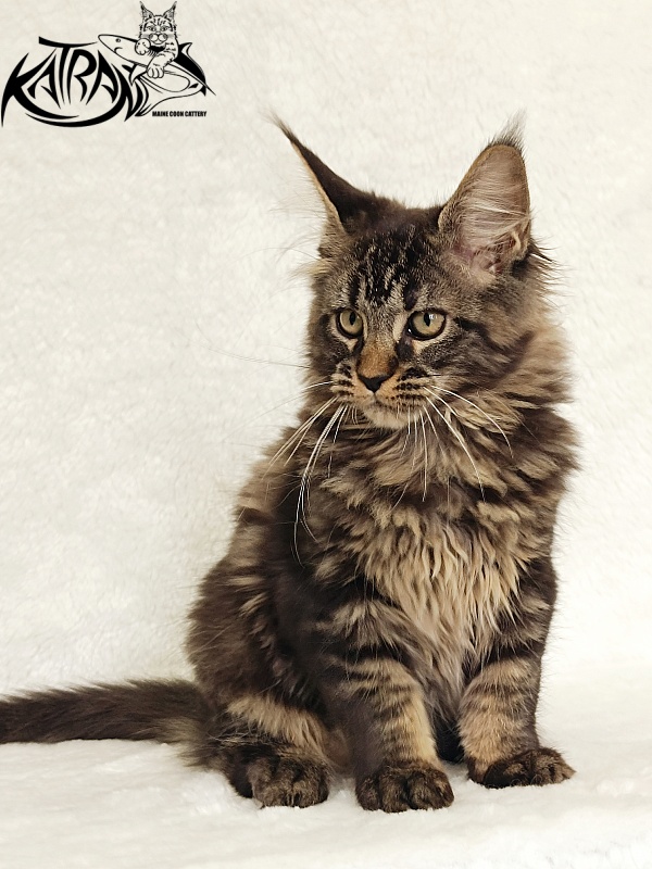 Katran Kamalia - Кошеня мейн-кун 3 місяця