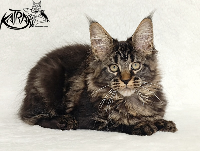 Katran Kamalia - Кошеня мейн-кун 3 місяця