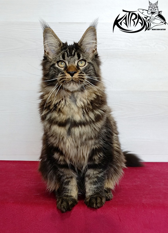Katran Kamalia - Кошеня мейн-кун 4 місяця