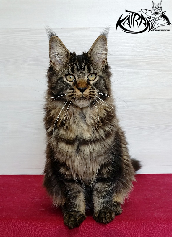Katran Kamalia - Кошеня мейн-кун 4 місяця