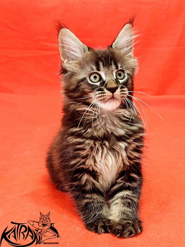 Katran Kamalia - Кошеня мейн-кун 1 місяць 2,5 тижні