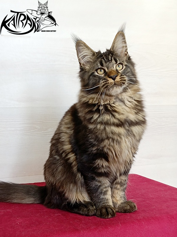 Katran Kamalia - Кошеня мейн-кун 4 місяця
