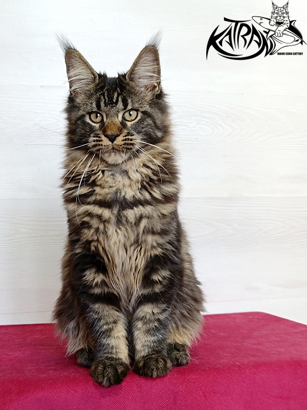 Katran Kamalia - Кошеня мейн-кун 4 місяця