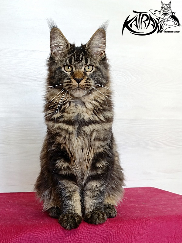 Katran Kamalia - Кошеня мейн-кун 4 місяця