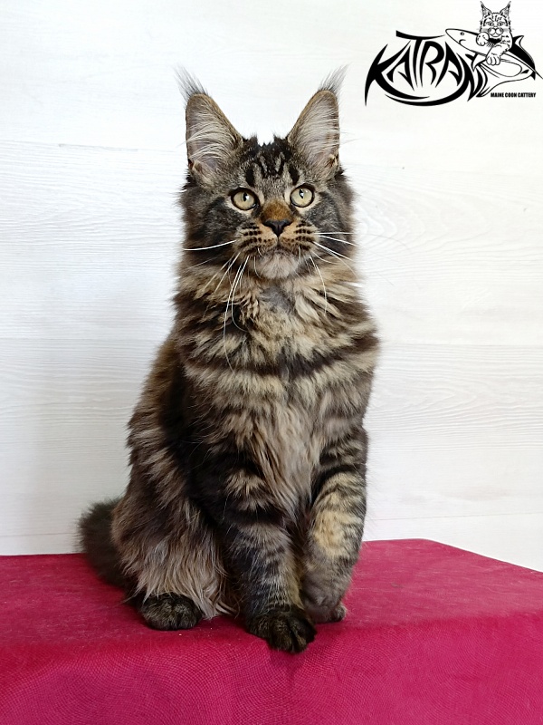 Katran Kamalia - Кошеня мейн-кун 4 місяця