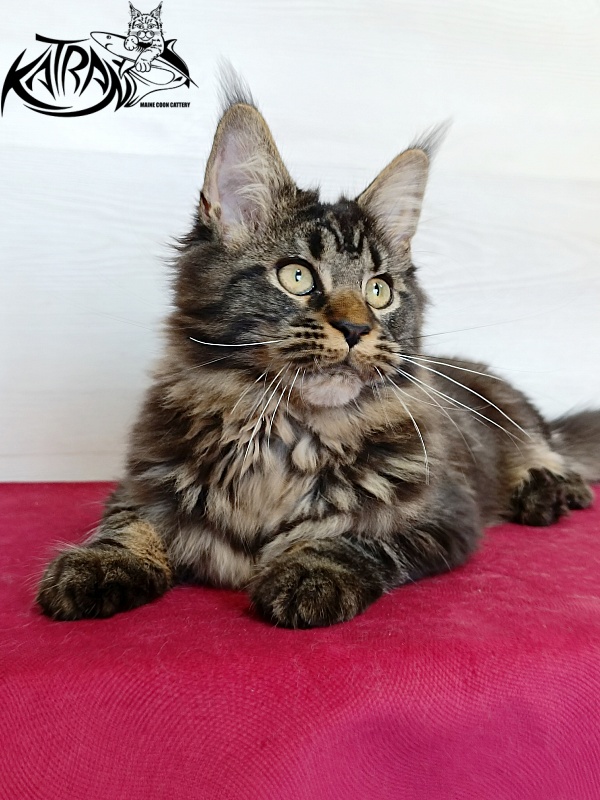 Katran Kamalia - Кошеня мейн-кун 4 місяця