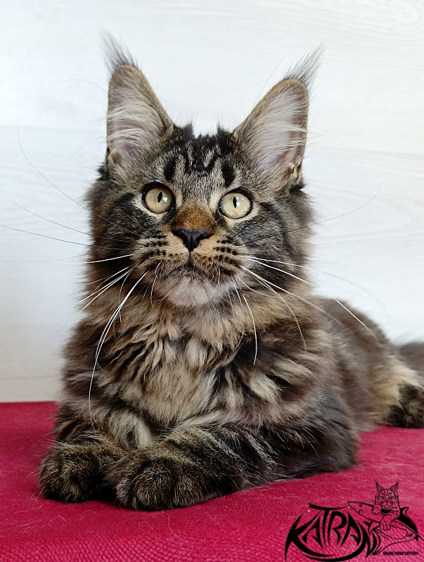 Katran Kamalia - Кошеня мейн-кун 4 місяця