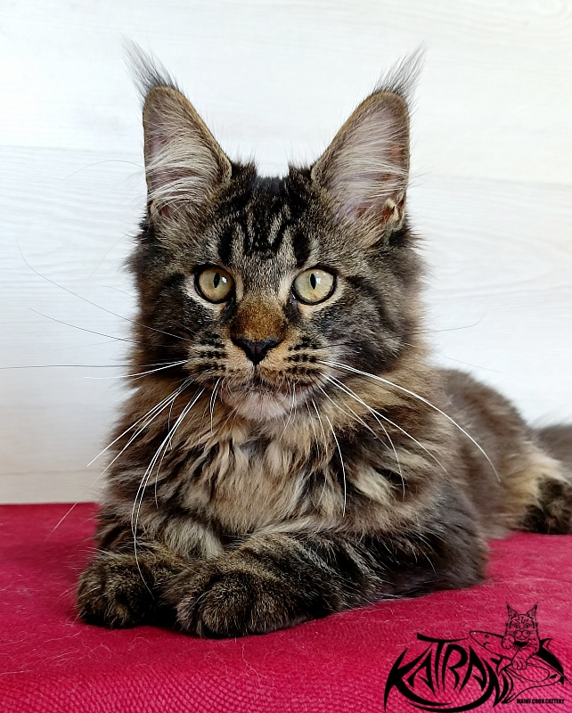 Katran Kamalia - Кошеня мейн-кун 4 місяця