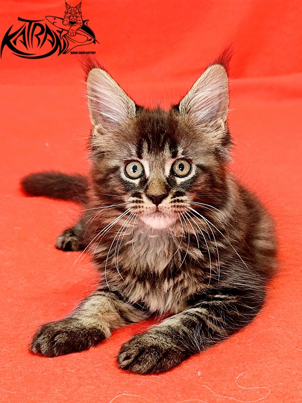 Katran Kamalia - Кошеня мейн-кун 1 місяць 2,5 тижні
