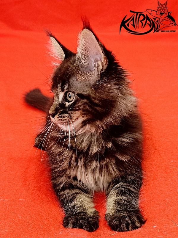 Katran Kamalia - Кошеня мейн-кун 1 місяць 2,5 тижні