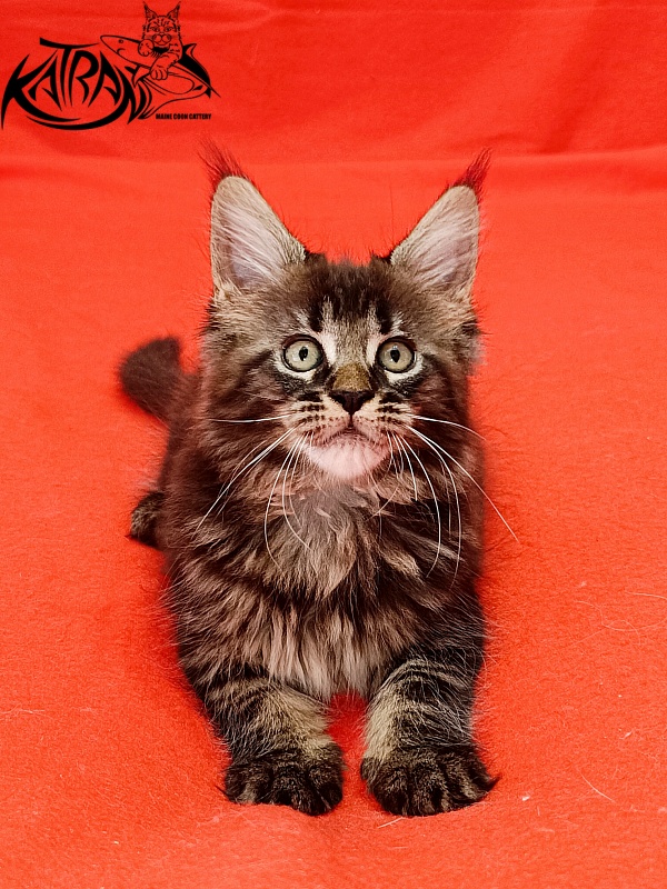 Katran Kamalia - Кошеня мейн-кун 1 місяць 2,5 тижні
