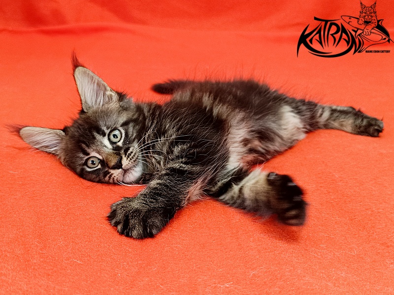 Katran Kamalia - Кошеня мейн-кун 1 місяць 2,5 тижні