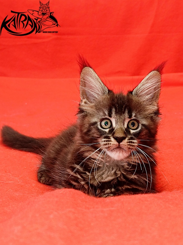 Katran Kamalia - Кошеня мейн-кун 1 місяць 2,5 тижні
