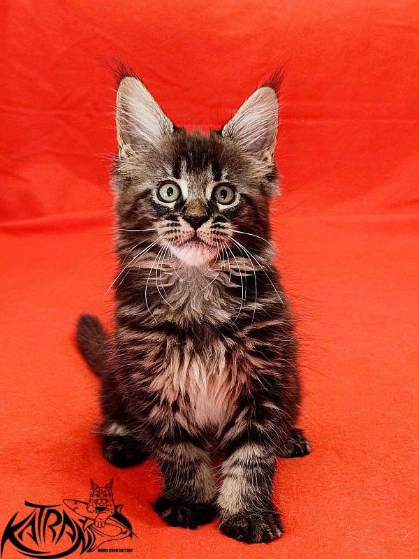 Katran Kamalia - Кошеня мейн-кун 1 місяць 2,5 тижні