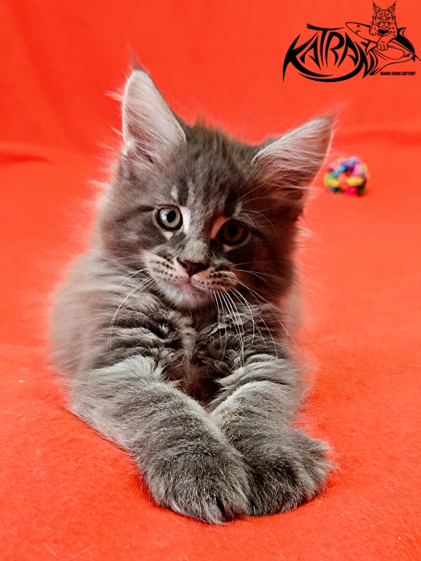 Katran Leonis - Kitten maine-coon 1 month 2.5 weeks