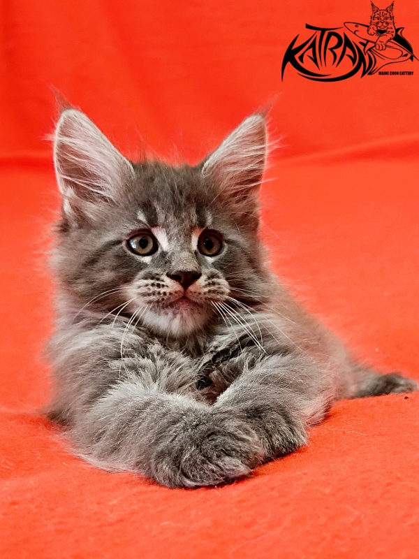 Katran Leonis - Kitten maine-coon 1 month 2.5 weeks