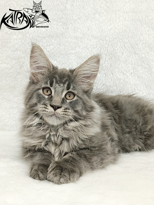 Katran Leonis - Kitten maine-coon 2 months 3 weeks