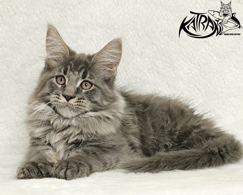 Katran Leonis - Kitten maine-coon 2 months 3 weeks