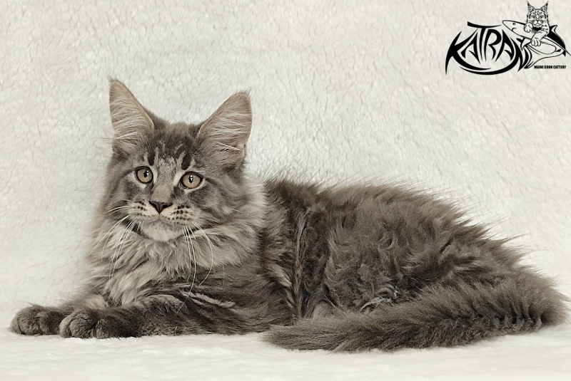 Katran Leonis - Kitten maine-coon 2 months 3 weeks