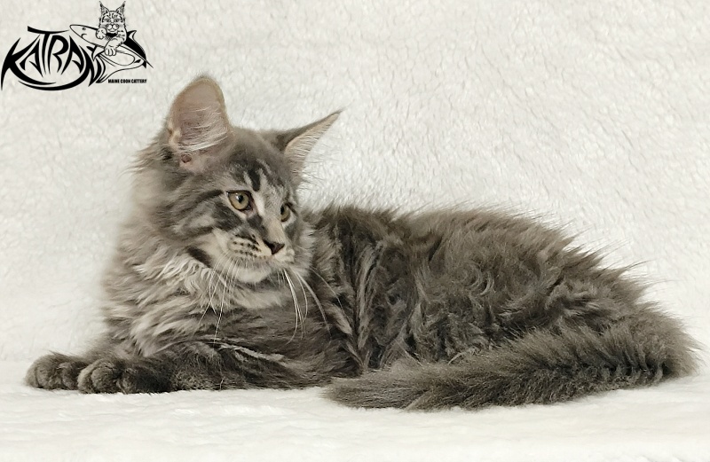Katran Leonis - Kitten maine-coon 2 months 3 weeks