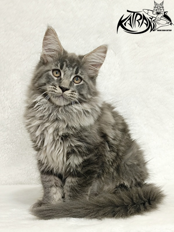 Katran Leonis - Kitten maine-coon 2 months 3 weeks