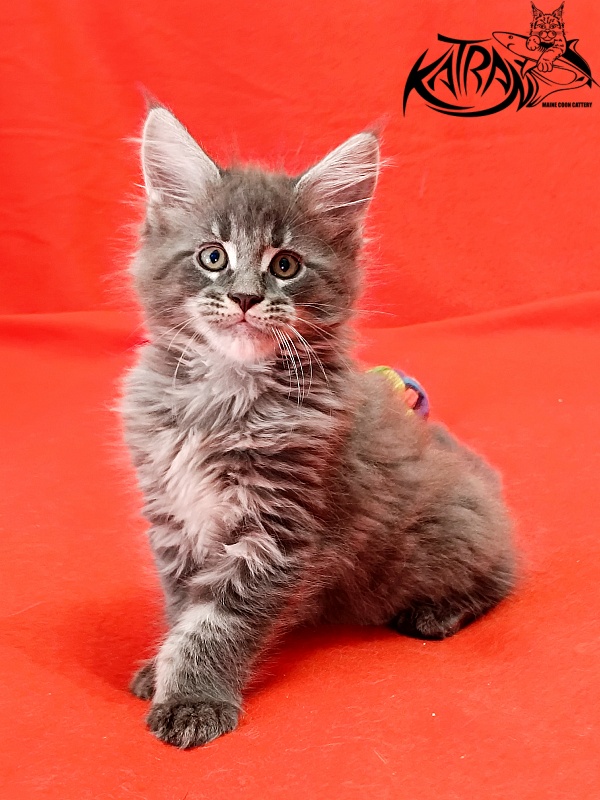 Katran Leonis - Kitten maine-coon 1 month 2.5 weeks