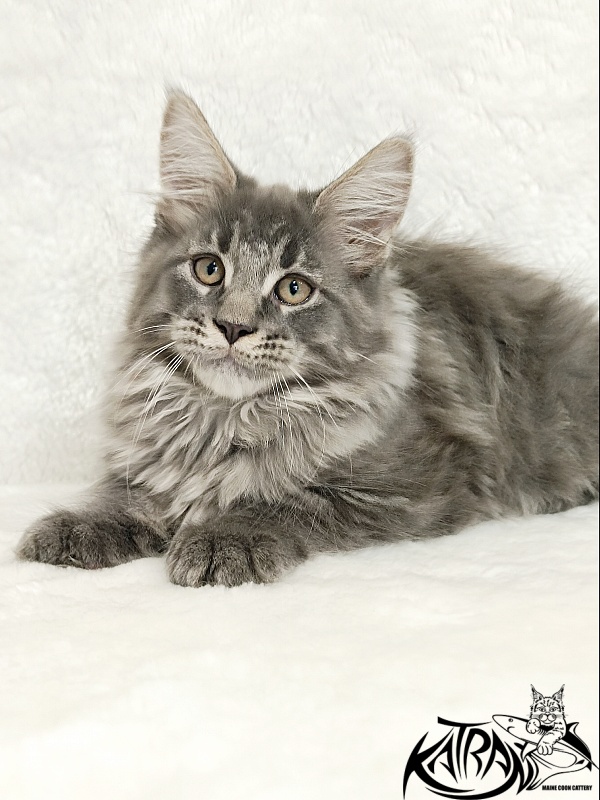 Katran Leonis - Kitten maine-coon 2 months 3 weeks
