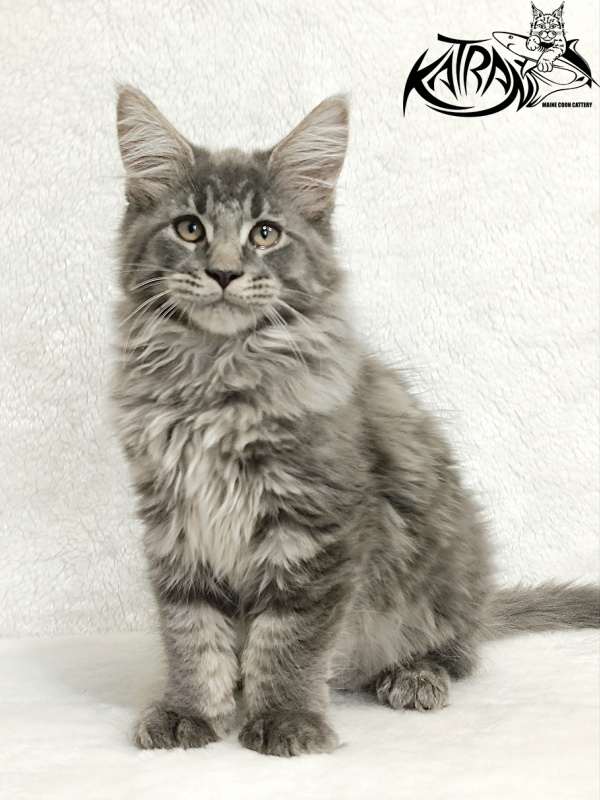 Katran Leonis - Kitten maine-coon 2 months 3 weeks