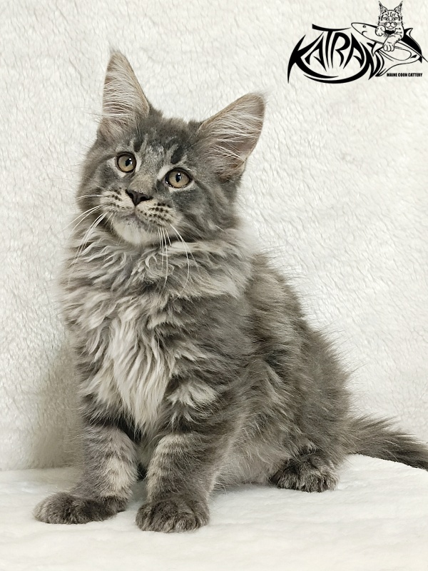 Katran Leonis - Kitten maine-coon 2 months 3 weeks