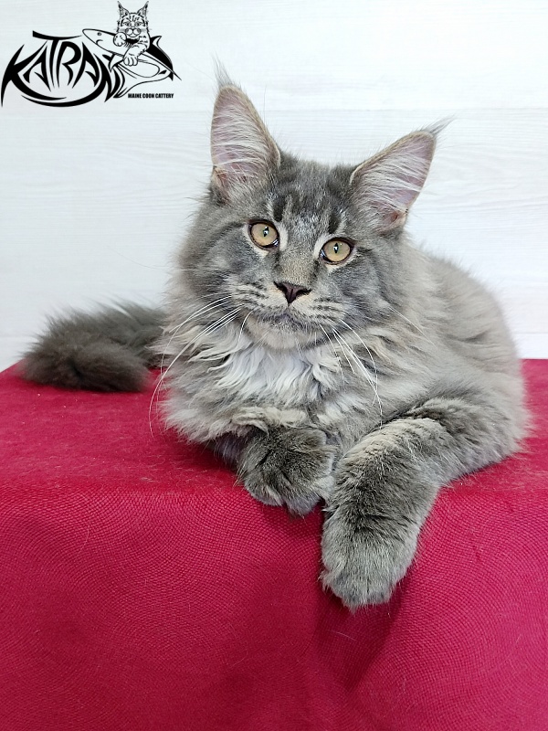 Katran Leonis - Kitten maine-coon 4 months