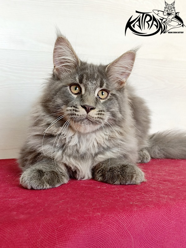 Katran Leonis - Kitten maine-coon 4 months