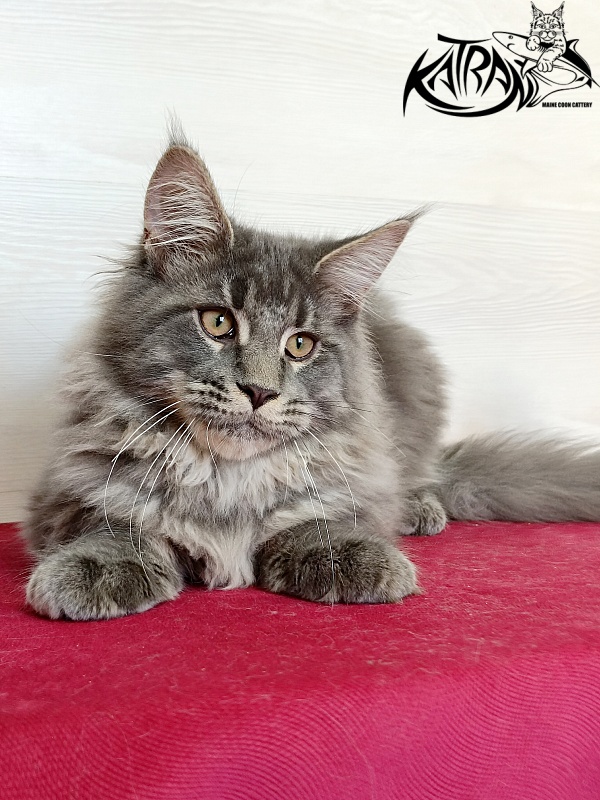 Katran Leonis - Kitten maine-coon 4 months