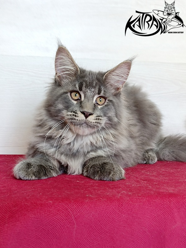 Katran Leonis - Kitten maine-coon 4 months