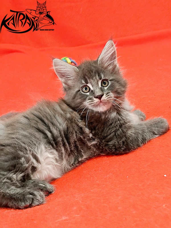 Katran Leonis - Kitten maine-coon 1 month 2.5 weeks