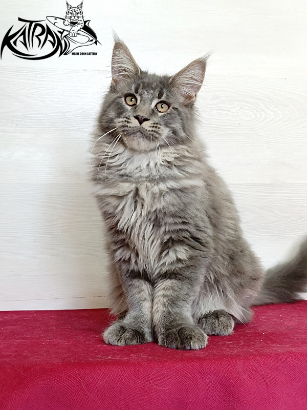 Katran Leonis - Kitten maine-coon 4 months