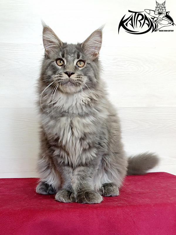 Katran Leonis - Kitten maine-coon 4 months