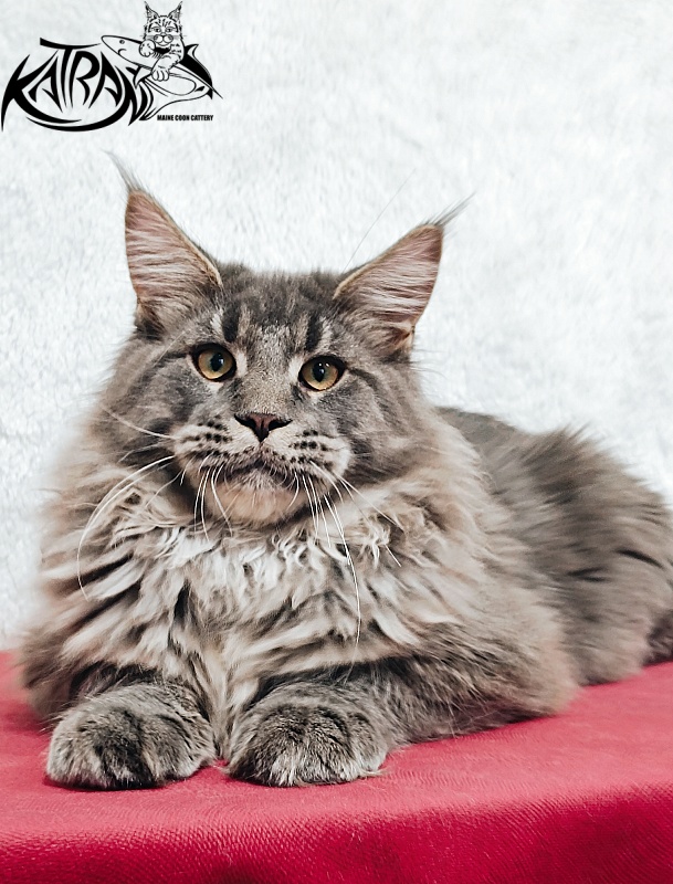 Katran Leonis - Kitten maine-coon 5 months 1 week