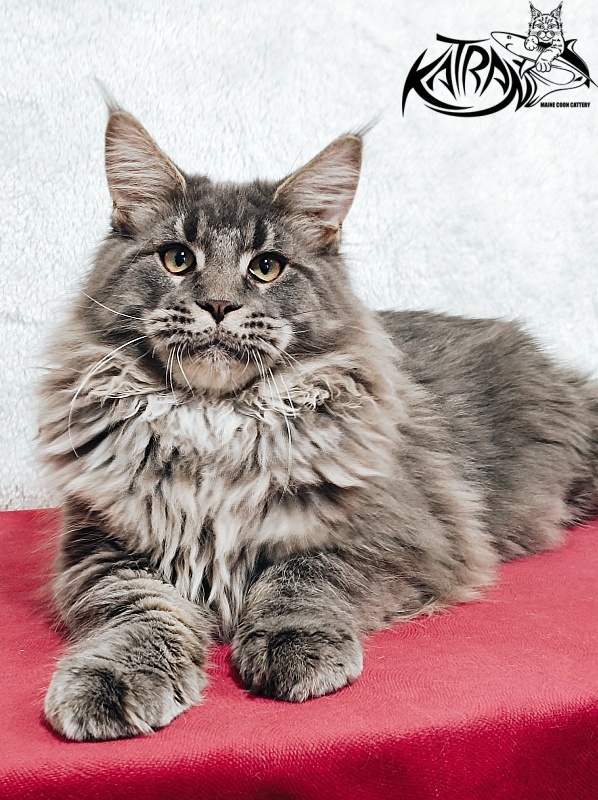 Katran Leonis - Kitten maine-coon 5 months 1 week