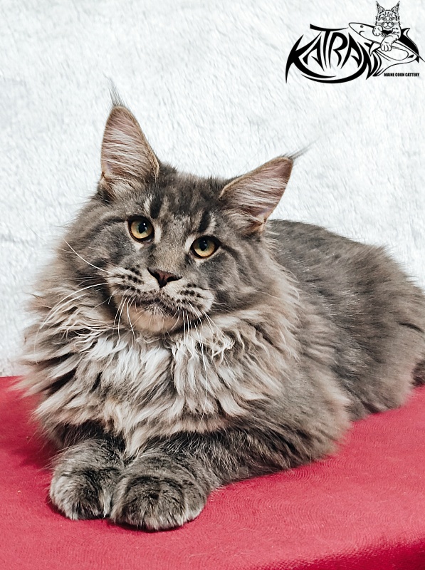 Katran Leonis - Kitten maine-coon 5 months 1 week