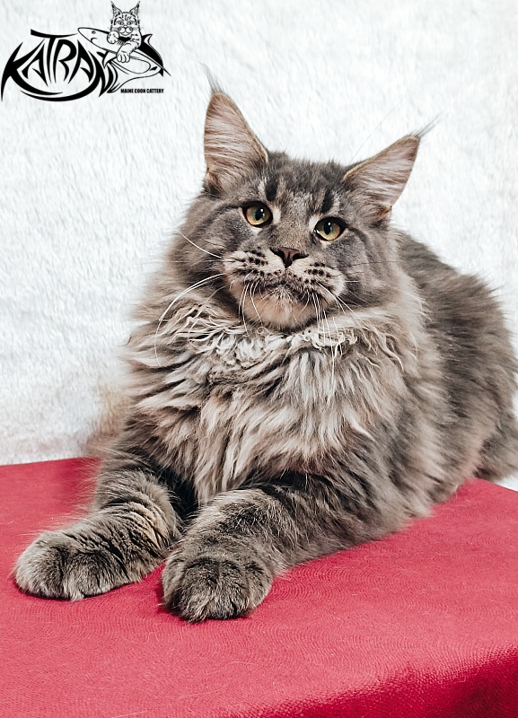 Katran Leonis - Kitten maine-coon 5 months 1 week