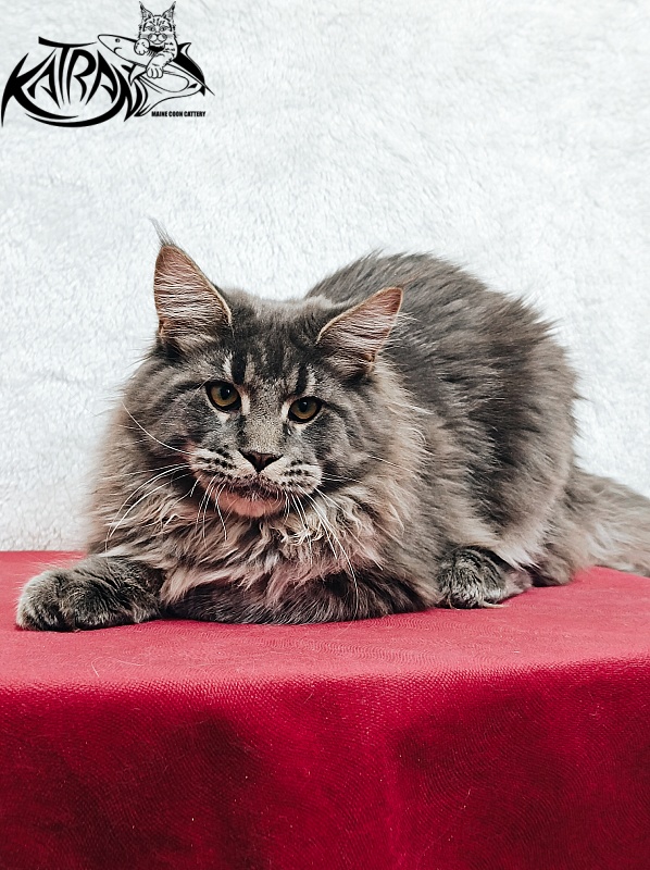 Katran Leonis - Kitten maine-coon 5 months 1 week