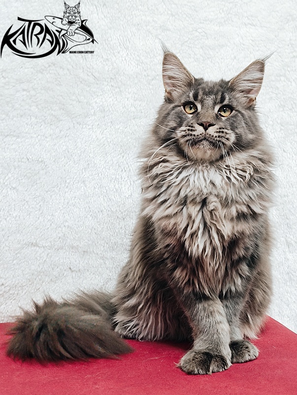 Katran Leonis - Kitten maine-coon 5 months 1 week