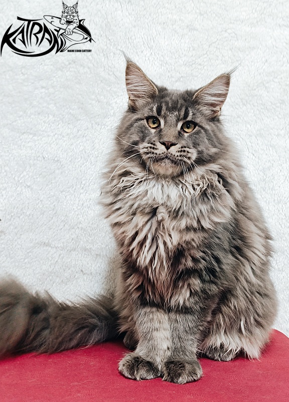 Katran Leonis - Kitten maine-coon 5 months 1 week