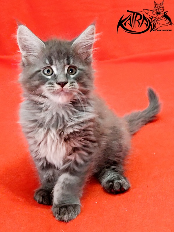 Katran Leonis - Kitten maine-coon 1 month 2.5 weeks