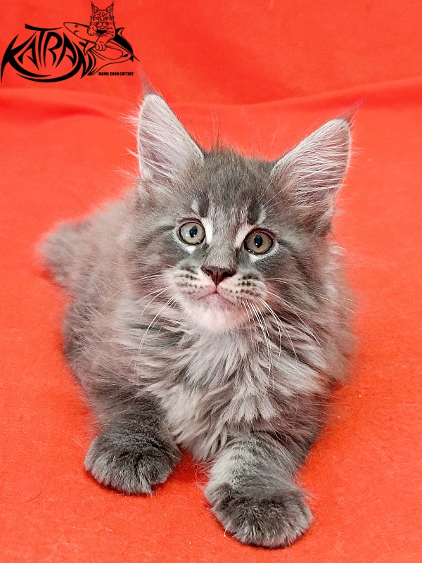 Katran Leonis - Kitten maine-coon 1 month 2.5 weeks