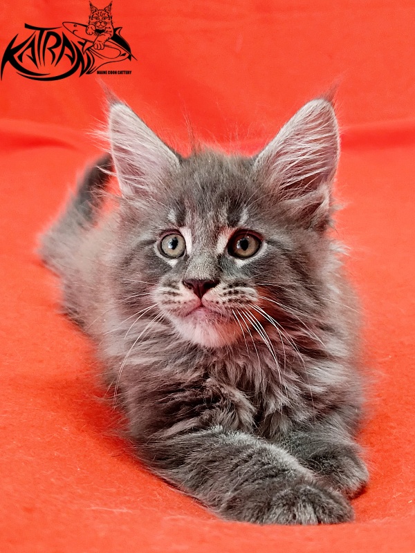 Katran Leonis - Kitten maine-coon 1 month 2.5 weeks