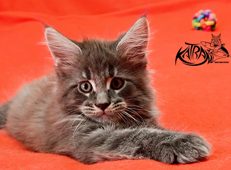 Katran Leonis - Kitten maine-coon 1 month 2.5 weeks